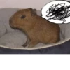 CapyBara 29