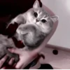 Cats^^ @xxfgldp🐈‍⬛ :: @fStikBot 28