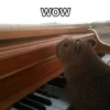 CapyBara 30