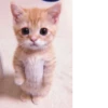 、cute cat @JENNIEUKKIM 30