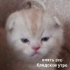 опять это блядское утро