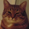 @CuteCatsTg Cute Cats 5