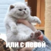 @CuteCatsTg Cute Cats 6