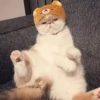 Cat's Memes by MahYa [ @MoodPacks ] 5