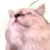 Cats 5