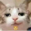 CatsCats :: @fStikBot 5