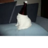CATS 5