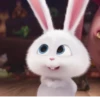 snowball rabbit 5