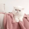 Cat's Memes by MahYa [ @MoodPacks ] 7