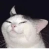 CATS 6