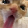 CatsCats :: @fStikBot 6