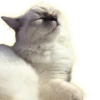 Cats 6