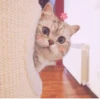 Cat's Memes by MahYa [ @MoodPacks ] 8