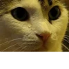 CATS 7