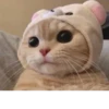 Pretty cats :: @fStikBot 5