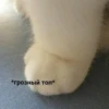 @CuteCatsTg Cute Cats 8