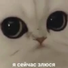 @CuteCatsTg Cute Cats 9