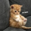 Pretty cats :: @fStikBot 6