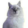 Cats 7