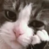 Broken Cats 2 6