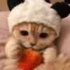 Pretty cats :: @fStikBot 7