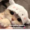 Pretty cats :: @fStikBot 8