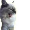 Cats 8