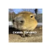 @capybaras_cutie 5