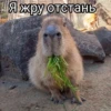 @capybaras_cutie 6