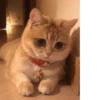 Cat's Memes by MahYa [ @MoodPacks ] 9