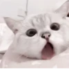 Cats @kll0rt :: @fStikBot 5