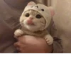 Pretty cats :: @fStikBot 9