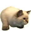 Cats 9
