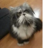 Broken Cats 2 9