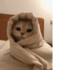 Pretty cats :: @fStikBot 10