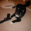 CATS 8