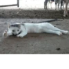 Broken Cats 2 10