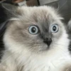 Broken Cats 2 11
