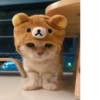 Pretty cats :: @fStikBot 11