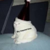 @CuteCatsTg Cute Cats 10