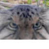 CatsCats :: @fStikBot 9