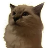 Cats 10