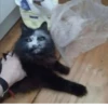 CatsCats :: @fStikBot 10