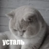 @CuteCatsTg Cute Cats 11
