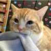 @CuteCatsTg Cute Cats 12