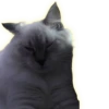 Cats 11