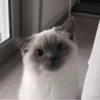Cats @kll0rt :: @fStikBot 6
