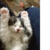 CatsCats :: @fStikBot 12