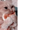 Pretty cats :: @fStikBot 12