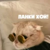 @CuteCatsTg Cute Cats 13